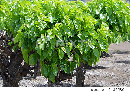 桑の木 64866304
