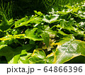 草 64866396