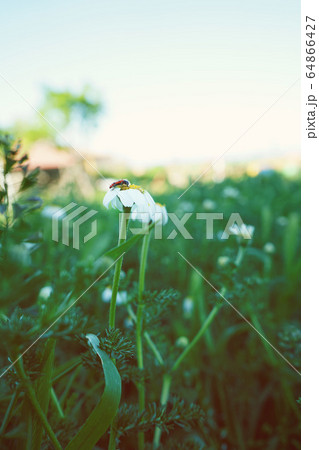 Little beetle in a flower 64866427