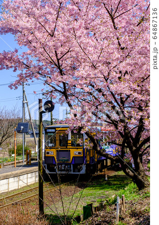 ひたちなか海浜鉄道と桜（中根駅） 64867136