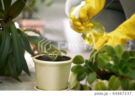 gardener spraying plants' leaves 64867237