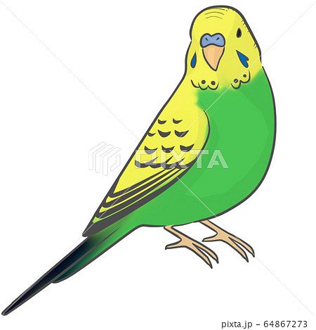 セキセイインコのイラスト素材 [64867273] - PIXTA