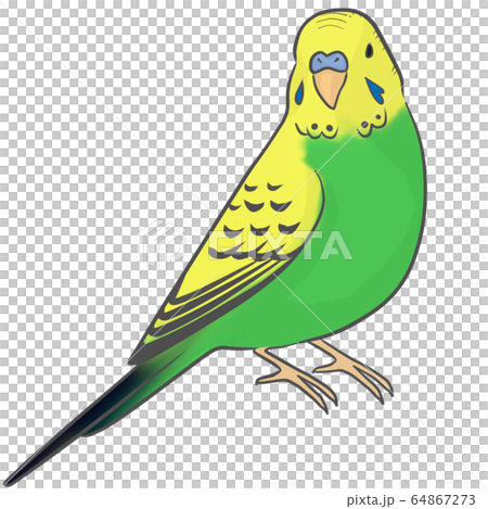 セキセイインコのイラスト素材 [64867273] - PIXTA