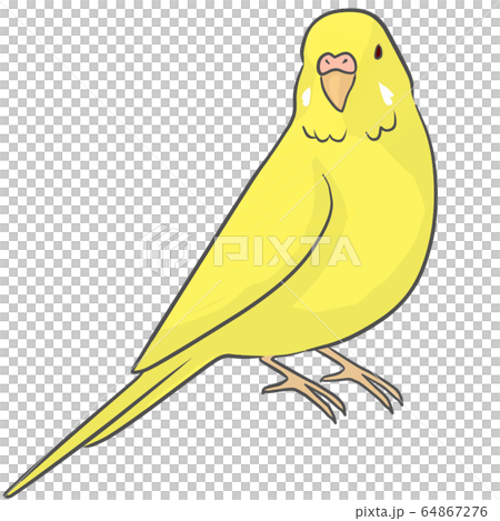 Sekisei parakeet 64867276
