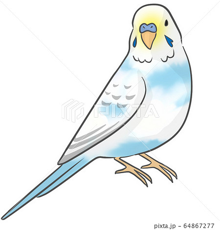 Sekisei Parakeet Stock Illustration