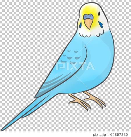 Sekisei parakeet Sekisei parakeet 64867280