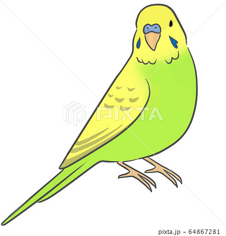 セキセイインコのイラスト素材 [64867281] - PIXTA
