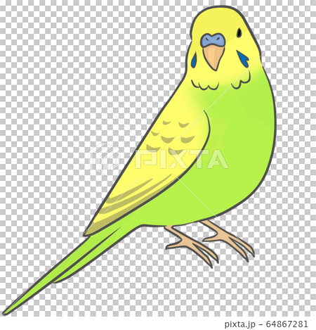 Sekisei parakeet 64867281