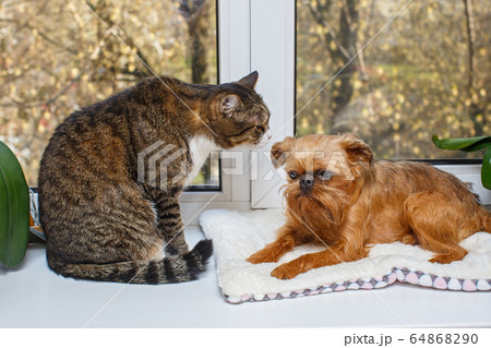 Grey cat and dog sit on the windowsill Grey cat and dog sit on the windowsill 64868290