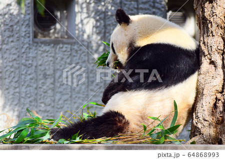 ジャイアントパンダ 64868993