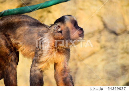 フサオマキザル 64869027