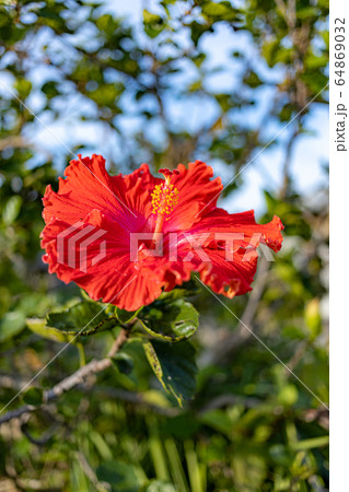 南の島 ハイビスカス 南の島 ハイビスカス 64869032