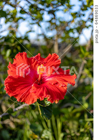 南の島 ハイビスカス 南の島 ハイビスカス 64869033