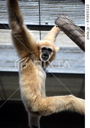シロテテナガザルの写真素材
