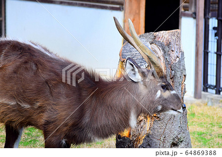 シタツンガ シタツンガ 64869388