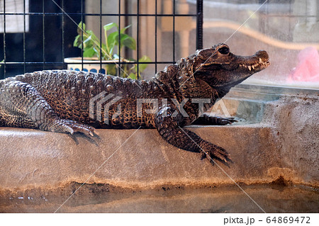 ニシアフリカコガタワニ ニシアフリカコガタワニ 64869472