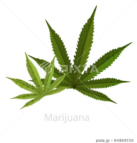 Green leaf of marijuana. A symbol of legal organic doping 64869550