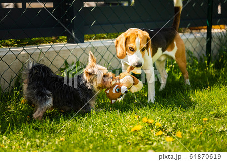 Cute Yorkshire Terrier dog running with beagle dog Cute Yorkshire Terrier dog running with beagle dog 64870619
