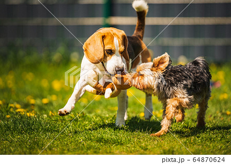 Cute Yorkshire Terrier dog running with beagle dog Cute Yorkshire Terrier dog running with beagle dog 64870624