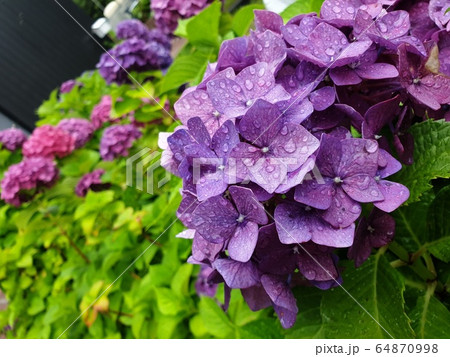 涙 非 緑 64870998