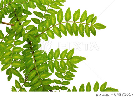 山椒の新芽 山椒の新芽 64871017