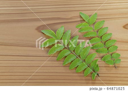 山椒の新芽 山椒の新芽 64871025