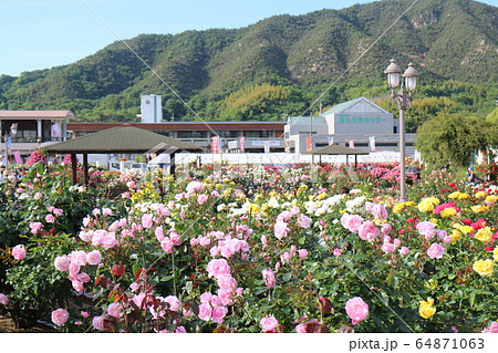 よしうみバラ公園の綺麗なバラ よしうみバラ公園の綺麗なバラ 64871063