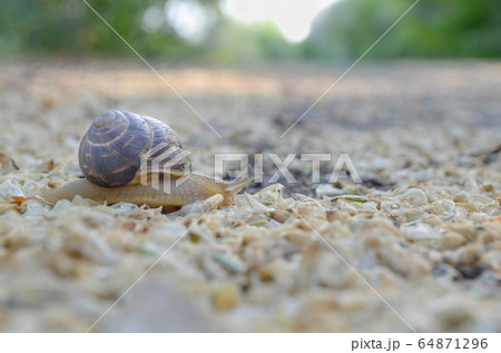 snail moving on the road snail moving on the road 64871296