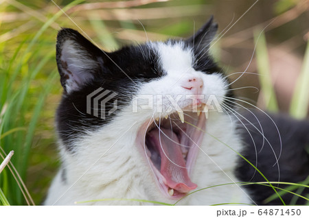 眠いニャー 64871450
