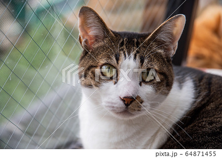 見つめる猫 64871455