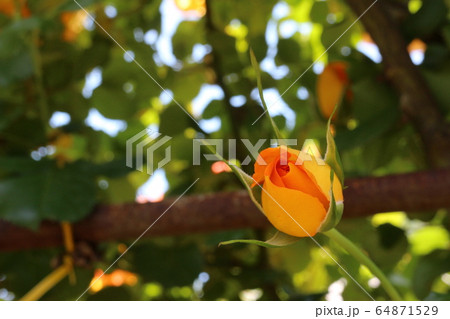 かわら館のバラ園 64871529