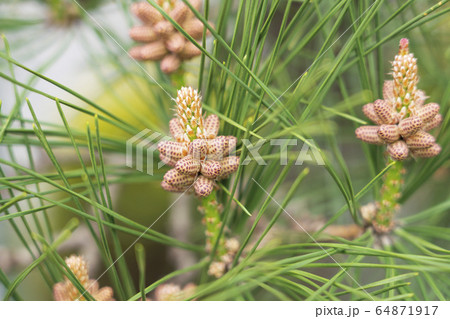 松の新芽 松の新芽 64871917