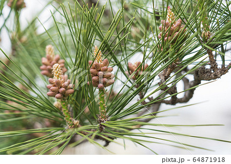 松の新芽 64871918