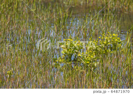 雑草の生えた水田に咲く黄色い花 64871970