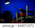 夜空に咲く一凛の薔薇 64871972