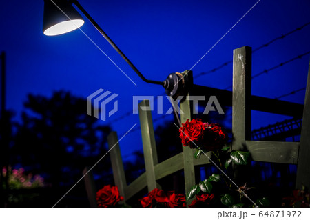 夜空に咲く一凛の薔薇 64871972