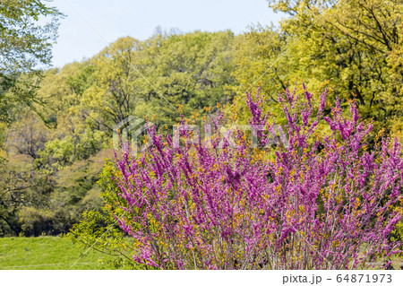 山間に咲く紫色の綺麗な花 64871973