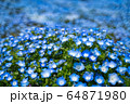 満開のネモフィラと青空 64871980