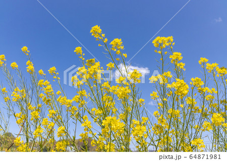 太陽の光を浴びる満開の菜の花 64871981