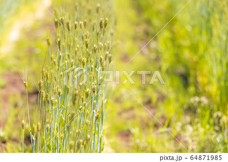 畑で成長中の瑞々しい麦 64871985