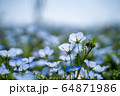 満開のネモフィラと青空 64871986