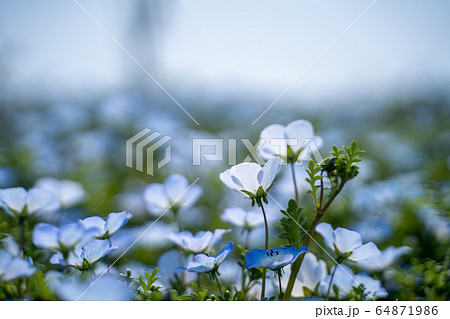 満開のネモフィラと青空 64871986