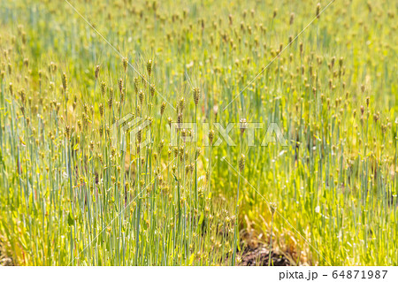 畑で成長中の瑞々しい麦 64871987