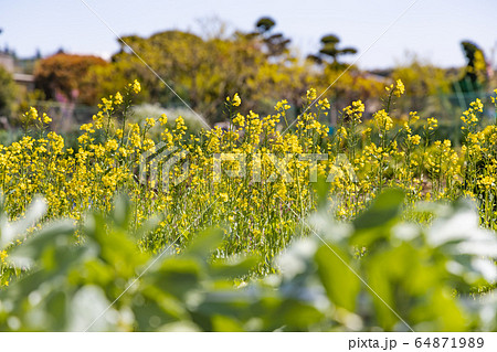 太陽の光を浴びる満開の菜の花 64871989