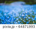 満開のネモフィラ 64871993