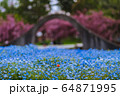 満開のネモフィラと一凛のかわいいお花 64871995