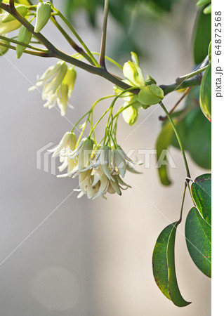 白いムベの花 64872568