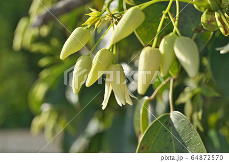 白いムベの花 64872570