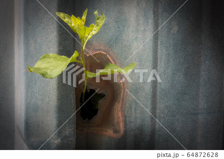 コーヒーカップ コースター ペン立て 64872628