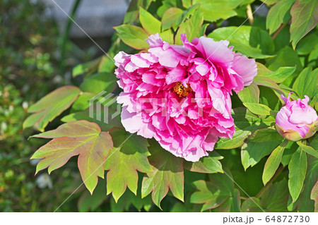 赤いボタンの花 赤いボタンの花 64872730